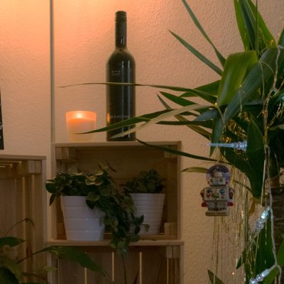Winterpause Palme Würzburg